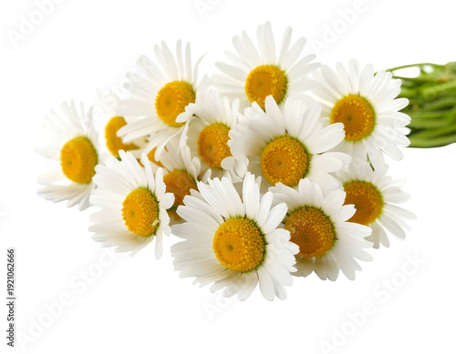 Close-up of a beautiful bouquet of fresh white daisies.