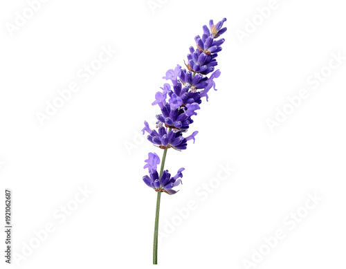 Lavender flower stem isolated on white background close-up shot.