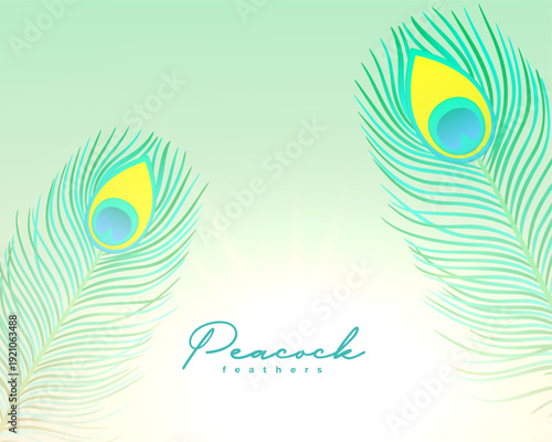 beautiful natural peacock plumage background design