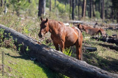 Bright Red Chestnut wild horse stallion near Black Canyon Lake in the Apache Sitgreaves National Forest near Heber Arizona United States