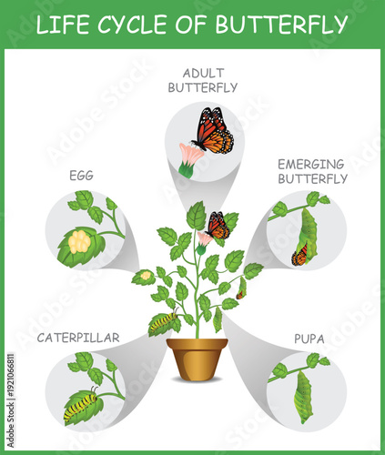 Life Cycle of Butterfly Illustration with Egg Caterpillar Pupa Emerging and Adult Stages on Potted Plant Educational Diagram.
