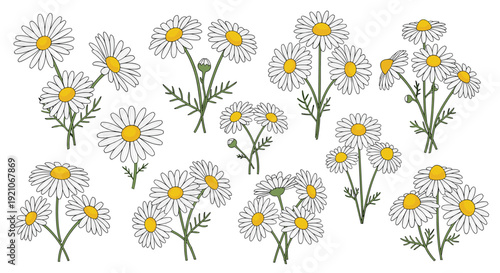Collection of charming white daisy flower bouquets featuring bright yellow centers and delicate green stems arranged on a white background.