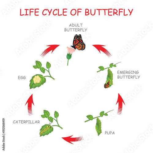 Butterfly Life Cycle Diagram with Egg Caterpillar Pupa Emerging and Adult Stages in Circular Metamorphosis Process with Red Arrows Educational Illustration.