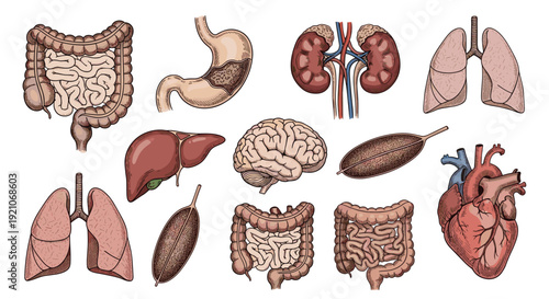 Detailed anatomical illustrations of various human internal organs featuring the heart, brain, liver, lungs, stomach, kidneys, and intestines.