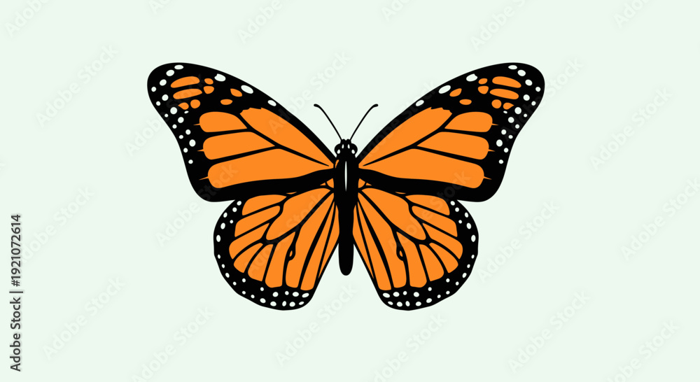 Obraz premium Monarch Butterfly with Orange Wings and Black Veins on Light Background