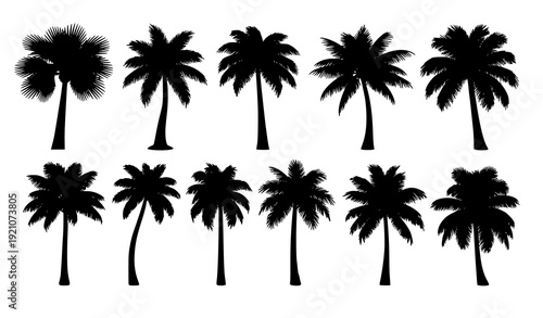 Tropical Palm Tree Silhouette Vector Set in Monochrome Botanical Collection