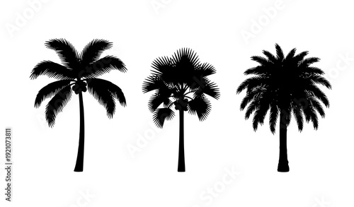 Three Tropical Palm Tree Species Silhouette Vector in Minimalist Black and White Design