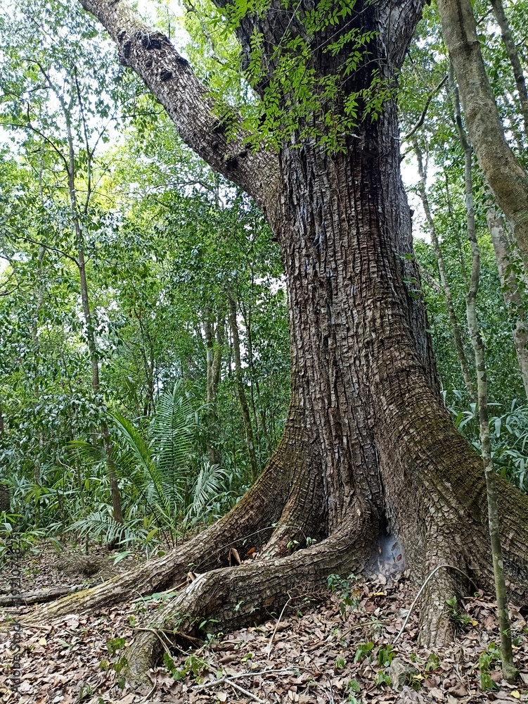 Obraz premium tree in the forest