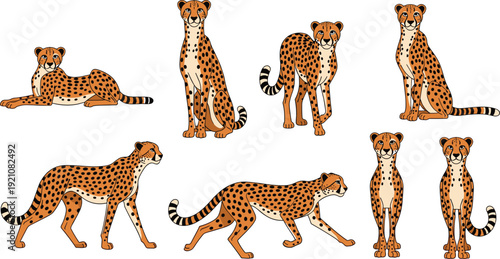 Cheetah animal poses set illustration, wild big cat collection, African safari wildlife, realistic cheetah positions, isolated animal characters, savanna predator vector design