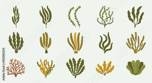 Set of stylized seaweed and aquatic plants, flat design, vector illustration