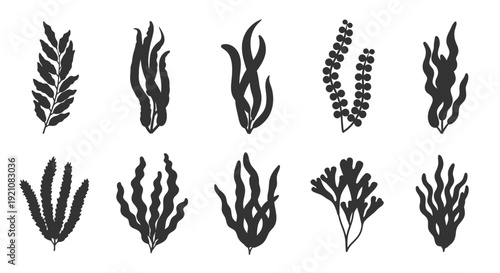 Set of Hand Drawn Seaweed Silhouettes, Marine Plant Illustrations