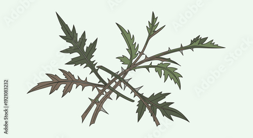Spiky Thistle Plant Branch with Jagged Leaves and Thorny Stems