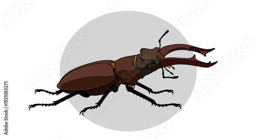 Stag Beetle Insect Illustration with Large Mandibles on Grey Circle Background