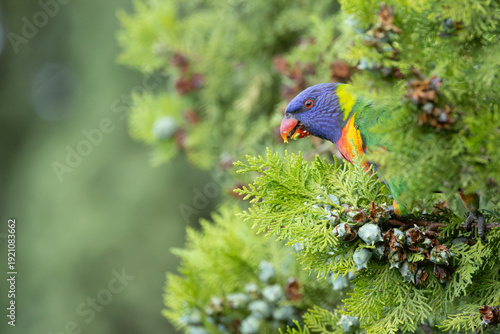 Rainbow Lorikeet Peeking out from a Tree