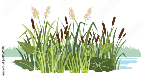 Wetland plants, cattails, reeds, and water lilies illustration