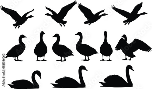 Black vector silhouette set of diverse waterfowl including flying geese standing ducks and graceful swimming swans for nature wildlife lake and poultry branding design