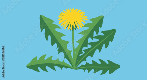 Yellow Dandelion Flower Blooming on Blue Sky Background