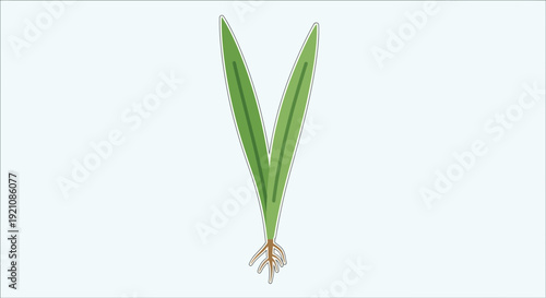 Young green sprout with roots, isolated on light background, concept of growth and new life.