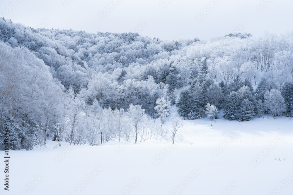 Obraz premium 美しい霧氷の森と雪化粧の田ノ原湿原