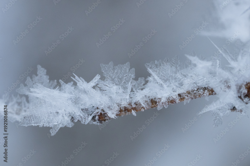 Obraz premium 小枝についた霧氷