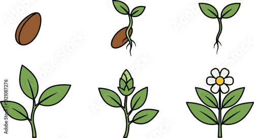 Flowering plant life cycle illustration, seed to bloom, growth stages, biology education, germination, development, nature process, vector artwork