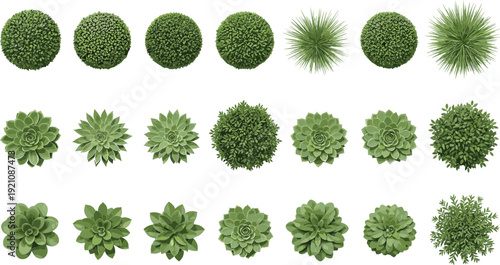 Top-down plant silhouettes, shrubs, foliage clusters, rosette leaves, spiky bushes, botanical forms, landscaping design, garden layout, vector illustration