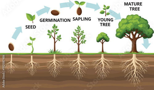 Tree life cycle illustration, seed to mature tree, growth stages, biology education, plant development, roots, nature process, vector artwork
