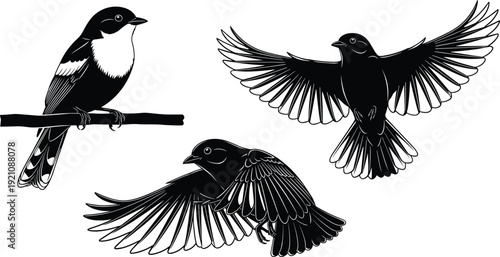 Black vector silhouette set of garden birds including a perched sparrow and flying swallows for nature wildlife ornithology spring forest and backyard birding branding