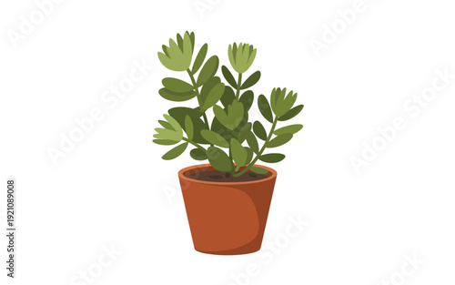 A small green plant in a terracotta pot on a white background.