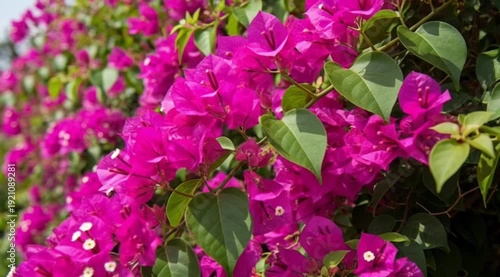 Image showcases a vibrant and lush display of bougainvillea flowers. The style is a natural, outdoor photograph capturing the plant in full bloom. The layout features a dense cluster of magenta-colore
