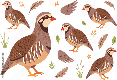 Chukar Partridge Bird Vector Illustration Set Featuring Various Poses, Feathers, and Meadow Grass Elements for Wildlife Nature Design, Hunting Themes, and Ornithology Graphics