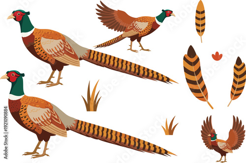 Common Pheasant Bird Vector Illustration Set with Male Pheasants in Standing and Flying Poses, Feathers, and Nature Elements for Hunting and Wildlife Design