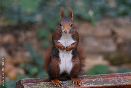 Squirrel in a city park