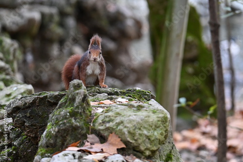 Squirrel in a city park