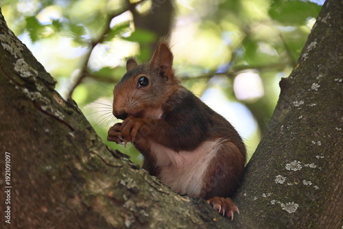 Squirrel in a city park