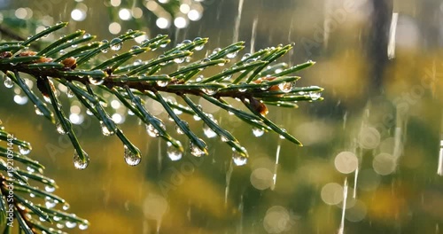Wallpaper Mural Close-up of a pine branch with rain droplets, blurred green background showcasing nature's beauty Torontodigital.ca