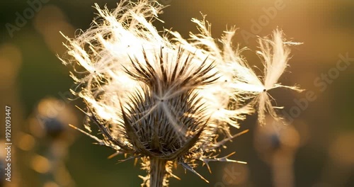 Wallpaper Mural Close-up of a thistle plant illuminated by sunlight, showcasing delicate wisps in a serene field Torontodigital.ca