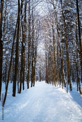 Wallpaper Mural Vertical shot of ski track and footpath in a snowy young forest park with slender trees. Winter recreation infrastructure. Torontodigital.ca