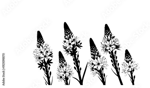Minimal Botanical Asphodelaceae Flower Vector Silhouettes Isolated on White