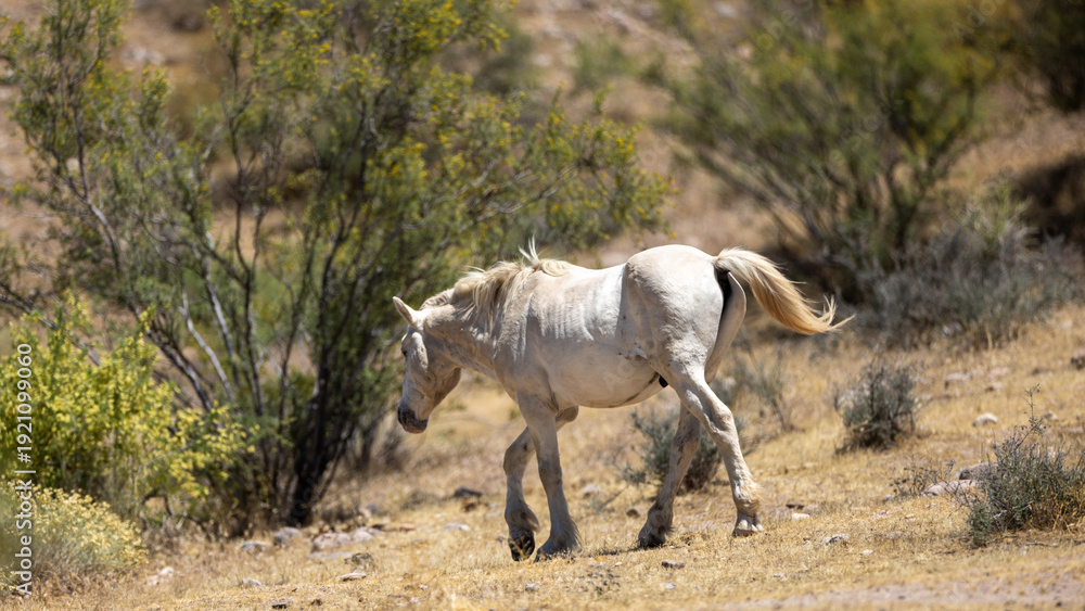 Fototapeta premium Lone White Stallion in the Salt River Wild Horse Management Area near Mesa Arizona United States
