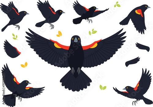 Bild auf Leinwand Red-winged Blackbird Vector Illustration Set with Black Birds in Flight, Spread