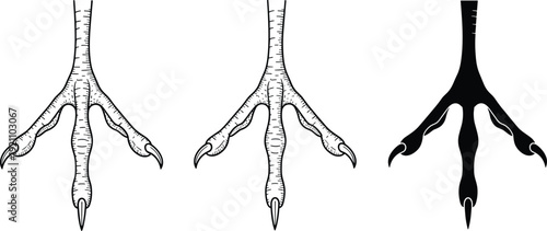 Black vector silhouette and detailed line art set of bird claws and predator talons for wildlife nature hunting and avian mascot branding, cad drawing flat vector illustration