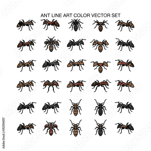 Ant Detailed Line Art Vector Illustration Isolated on White Background
