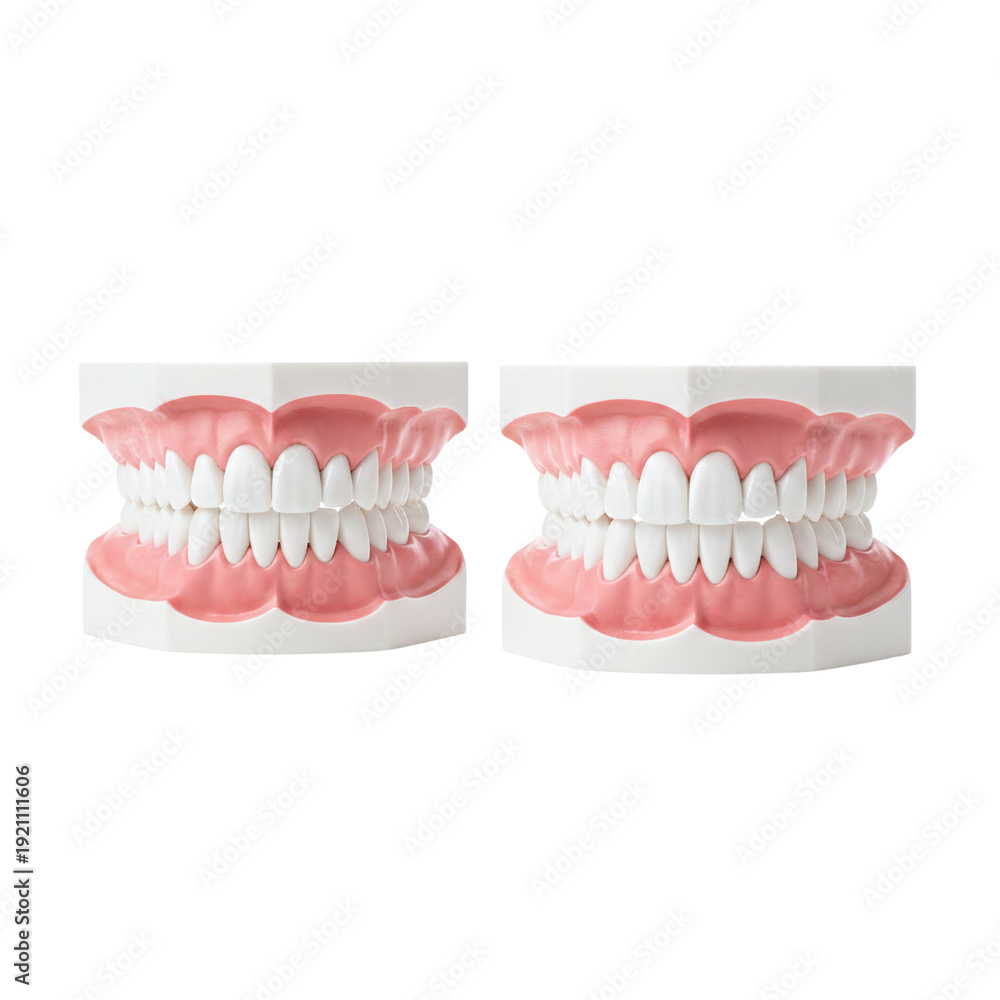 Obraz premium Dental model of human teeth and gum health