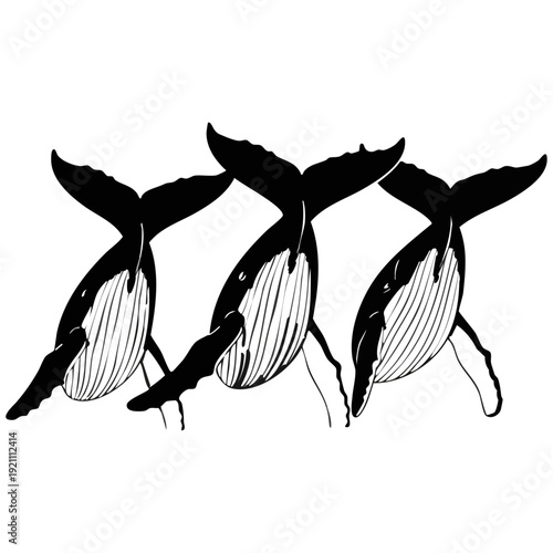Three Humpback Whales Diving Silhouette - Marine Life Trio Woodcut Vector Art