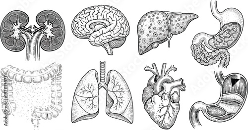 Vintage hand drawn human internal organs set including heart lungs brain kidneys liver stomach and intestines for medical anatomical vector design