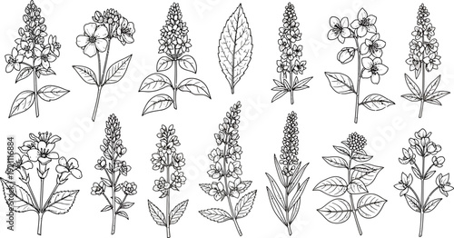 Detailed Botanical Illustration of Various Wild Flowers and Medicinal Plants in Sketch Style
