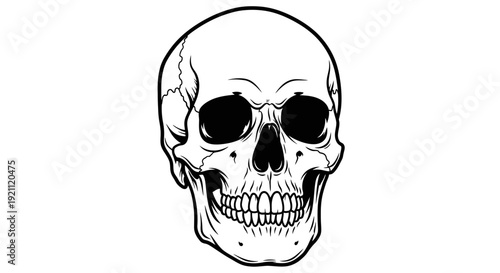 Black and White Skull Drawing, Human Anatomy Illustration