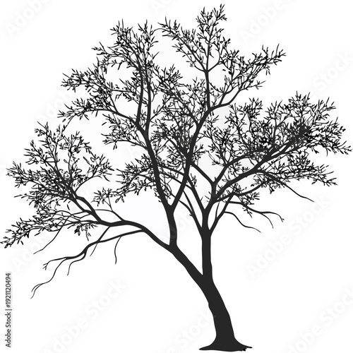 Silhouette of a tree with sparse green leaves.