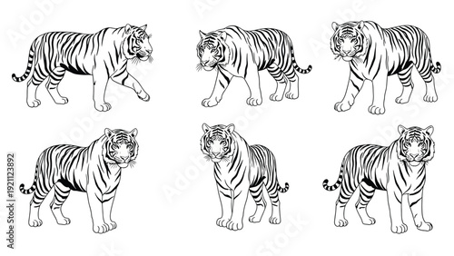Line drawing of six tigers in different poses, showcasing detailed black stripes on a white background. Each tiger's stance varies, conveying strength and grace.